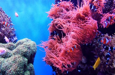 The Magnificent Coral Reefs: Guardians of Marine Biodiversity