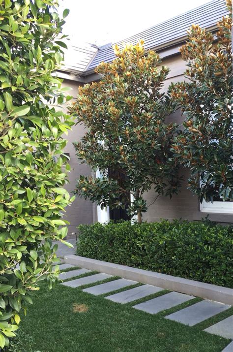 The Magnolia Tree: Inspiring Contemporary Landscape Design