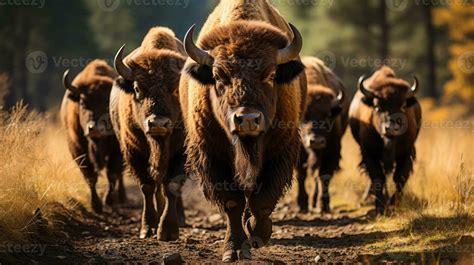 The Majestic Beauty of Untamed Bison