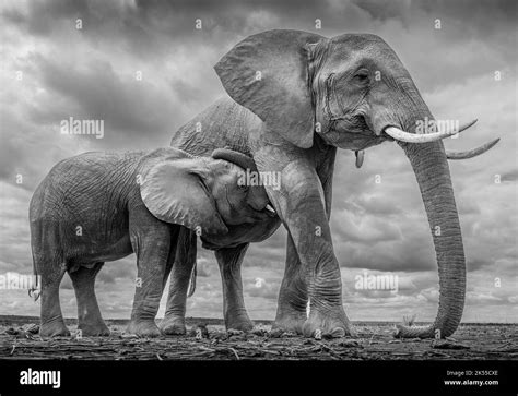 The Majestic Beauty of a Baby Elephant