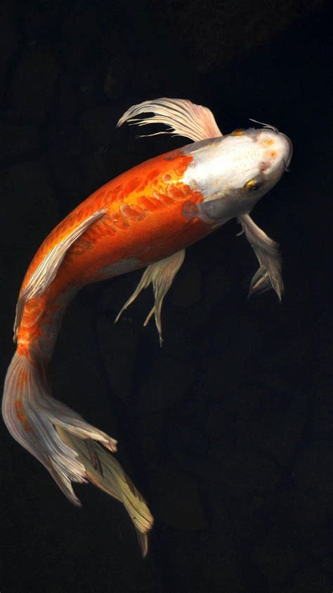 The Majestic Realm of Koi Fish: An Exquisite Journey