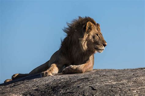 The Majestic Roar: Understanding the Lion's Symbolism in Dreams