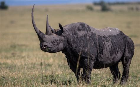 The Majestic World of Rhinos