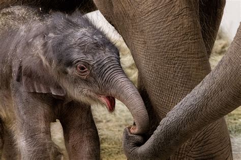 The Majesty of Newborn Elephants