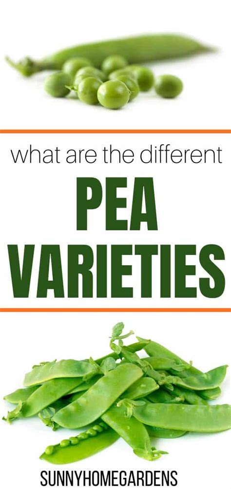 The Many Varieties of Fragrant Peas: Selecting the Perfect Blossoms for Your Garden