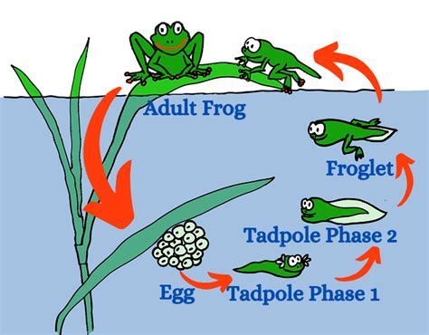 The Marvel of Metamorphosis: From Tiny Aquatic Larvae to Terrestrial Wonders