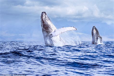 The Marvelous Leap: Understanding Why Whales Propel Themselves Into the Air