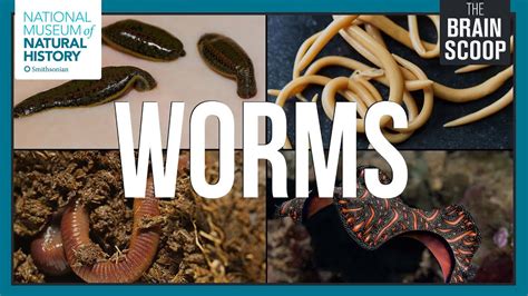 The Marvelous World of Worms