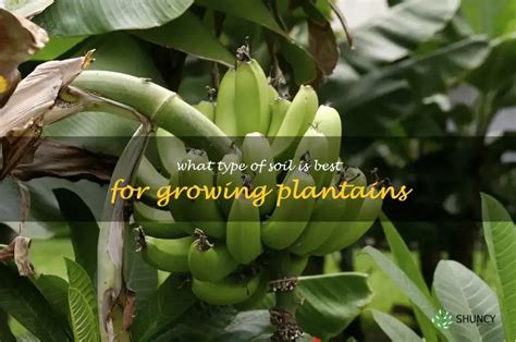 The Mastery of Cultivating Plantains: Insights and Techniques