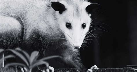 The Meaning Behind Dreaming About an Opossum