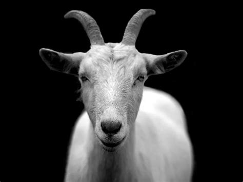 The Meaning Behind Dreaming of Firing at a Goat