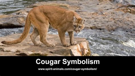 The Meaning Behind Encountering a Cougar in Your Dream