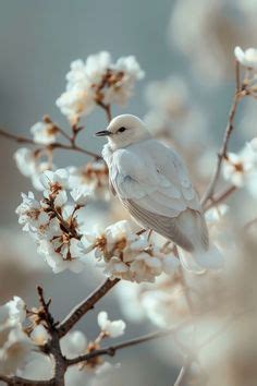 The Meaning Behind Encountering a Pure White Bird in Your Dreams