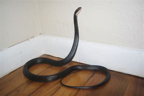 The Meaning Behind Snakes Intruding Into Your Home