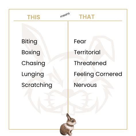 The Meaning Behind an Aggressive Bunny