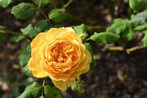 The Meaning Behind the Radiant Sunshine Yellow Roses in Our Dreams