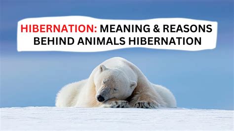 The Meaning and Fundamentals of Animal Hibernation