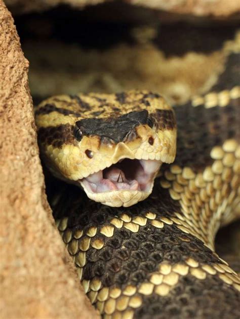 The Meaning behind Dreams of Rattlesnakes: Understanding the Symbolism