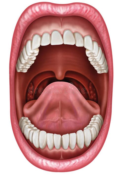 The Meaning of Dreaming About an Open Mouth: Unveiling its Symbolism