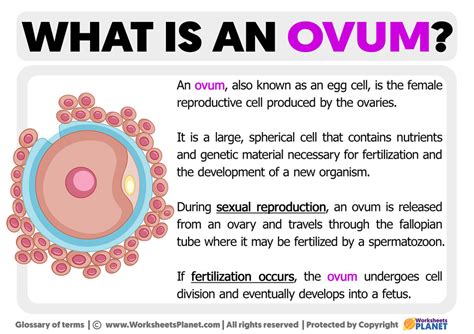 The Meaning of Various Types of Ovum in Oneiric Reveries