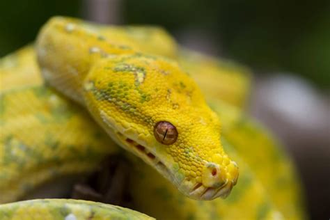 The Meaning of Yellow Snake Imagery in Dreams