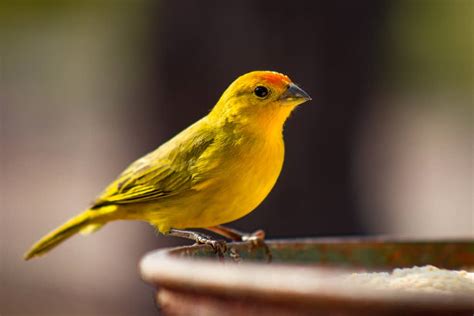 The Meaning of the Canary's Golden Plumage in Dreams