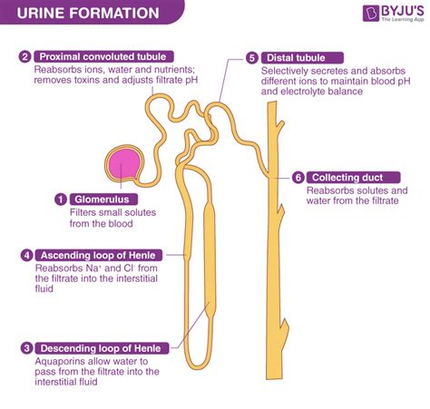 The Mechanisms Involved in Prolonged Urination within Dreamscapes