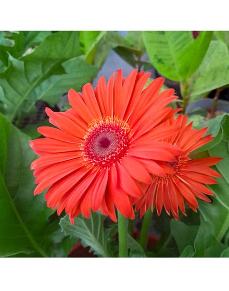 The Medicinal Properties and Healing Benefits of Pure and Untarnished Gerbera jamesonii