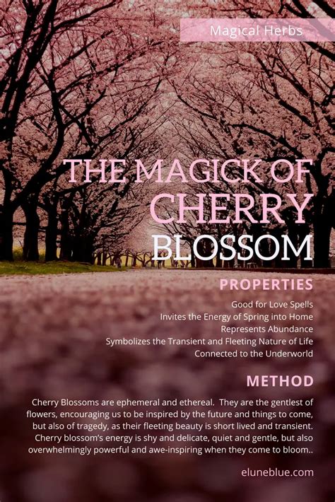 The Medicinal Properties and Uses of the Captivating Blossom