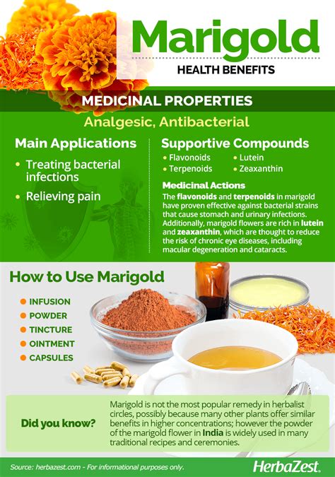 The Medicinal and Therapeutic Benefits of Marigold Blossoms