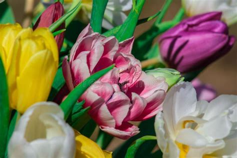 The Mesmeric Hues of Tulips: An Alluring Visual Delight