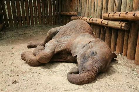 The Mesmerizing Realm of Infant Pachyderms