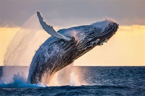 The Mesmerizing World of Whales