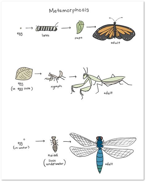 The Metamorphic Influence of Insect Reveries: Illuminating Inner Metamorphosis