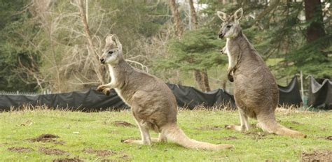 The Metamorphosis of an Ivory Wallaroo