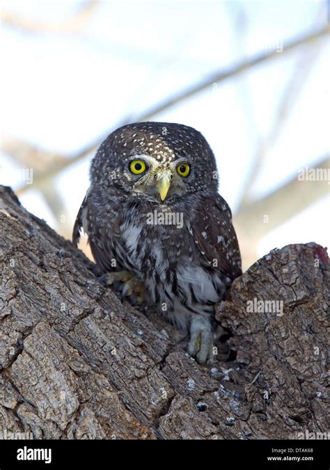 The Metaphorical Representation of the Owl's Injured Wing as an Expression of Personal Limitations