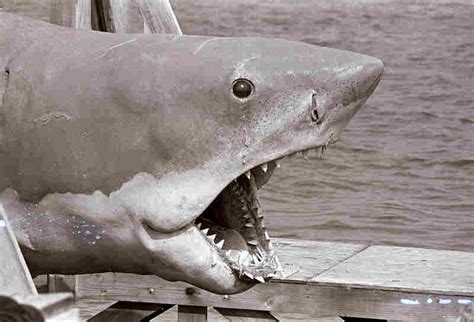 The Mighty Jaws and Hunting Techniques of Sharks