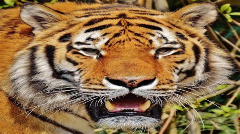 The Mighty Roar: Spellbinding Sounds of the Tiger