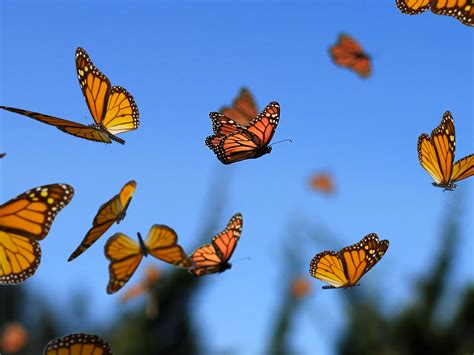 The Migration of Butterflies: An Extraordinary Journey