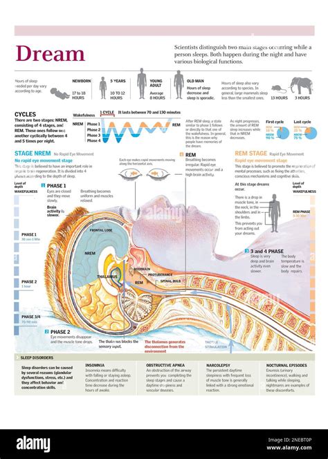 The Mind's Playground: Examining the Brain Activity During Dreams of Appropriating Wealth