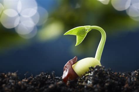 The Miracle of Life: From Seed to Sprout