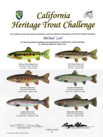 The Most Sought-after Trout Species: An Angler's Handbook