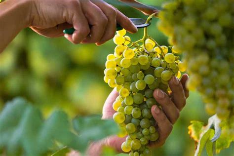 The Multifaceted Nature of White Grapes