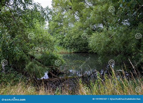 The Murky Pond as a Reflection of Internal Conflict