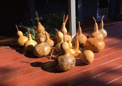 The Mysterious Attraction of Ivory Gourds