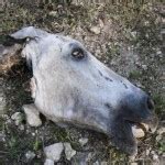 The Mysterious Charm of the Decapitated Equine: An Intriguing Investigation