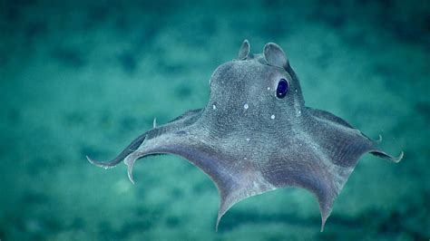 The Mysterious Deep-Sea Creatures: A Glimpse into an Enchanting World of Bizarre Beauty