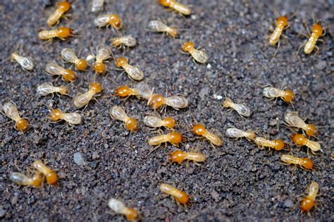 The Mysterious Influence of Termites on Soil Health