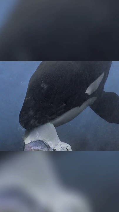 The Mysterious Lives of Orcas: Unveiling Their Secrets