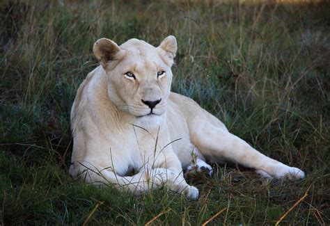 The Mysterious Origins of the White Lioness